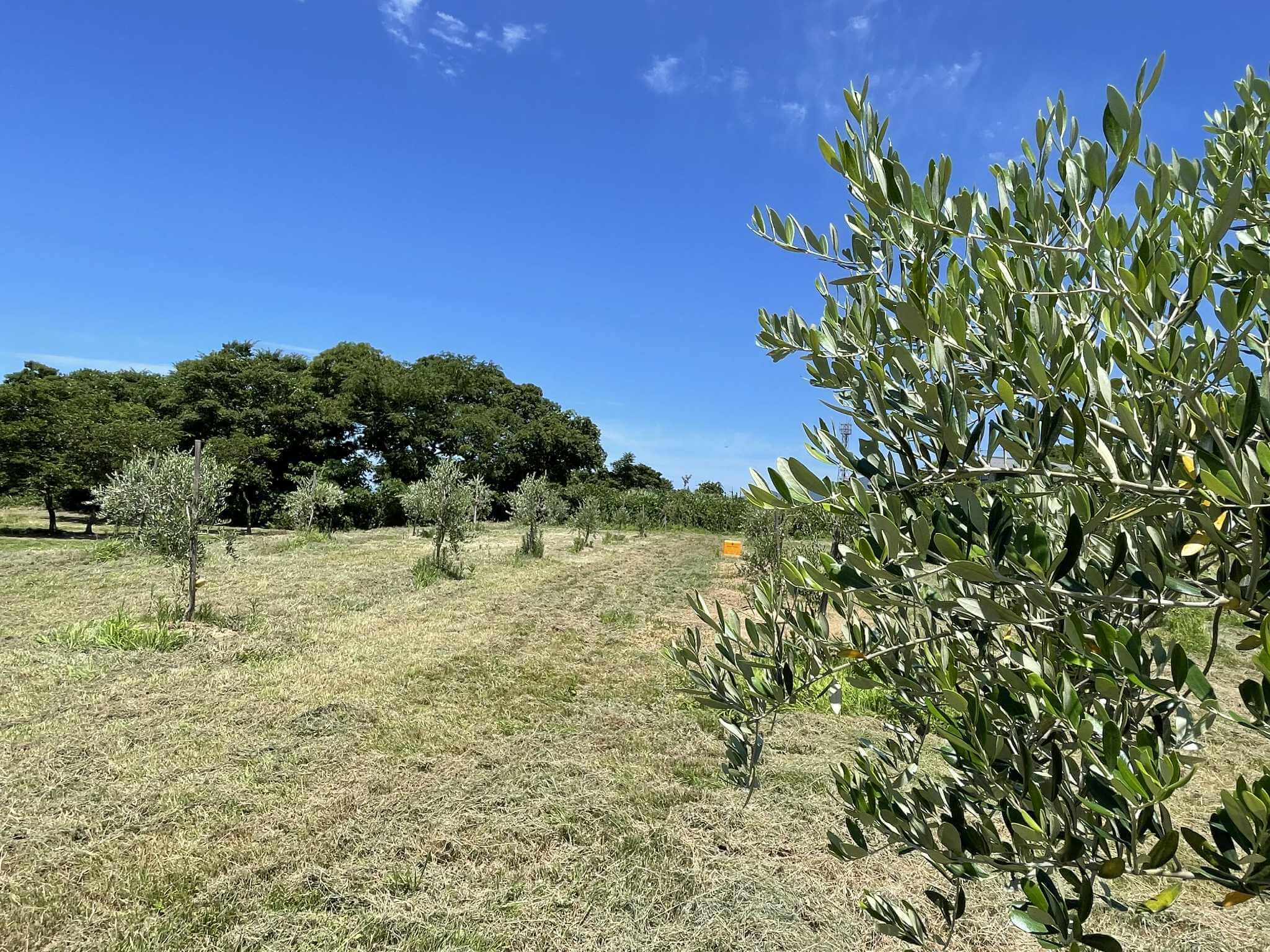オリーブ畑